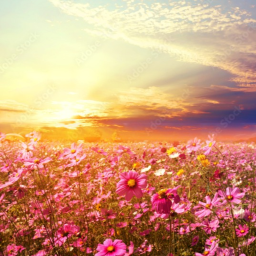 calm flowers (new!!!) ^early release^