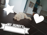 •MY HUNDI'S•