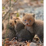 Baby foxs