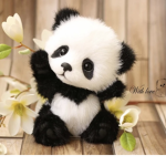 Cutie Pandas Forever