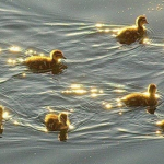Vibe_Ducklingss Clothing Group