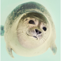 Seal Obby