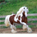 Wild Horse ###########