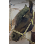 Horse••angel’s••