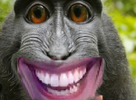 Da monkeys Group