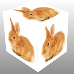 BunnyCube