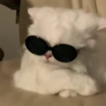 coolcats gang