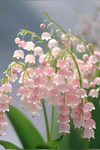 Wate flowers
