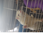 ferrets Rock