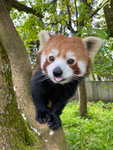 Red Panda Team