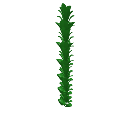 Kelp Or Sea Grass