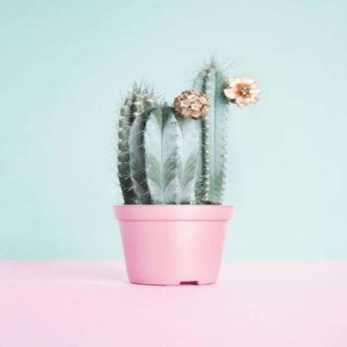 Pastel cactus Roblox decal
