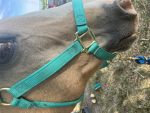 ~Starhaven stables~
