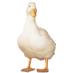 The Hater Duckz