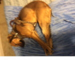 K9 ‘s Are The Best