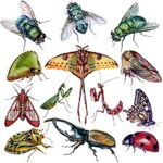 mantid