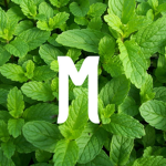 mint group