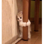 gatos bailando