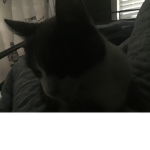CATS RULE AND BACONS