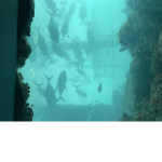 Underwater team