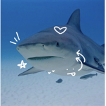 yay shark