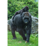 The Gorilla and Monke group
