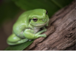 The bouncy frog group boing boing