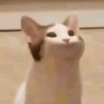 Popcat server bro