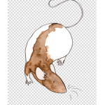 ~RaT Spies~