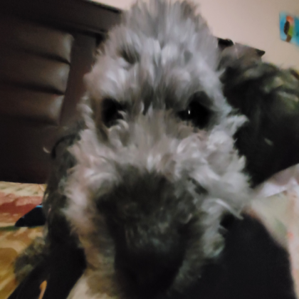 funny picture of my dog Roblox decal