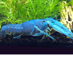 Free for friends and others like crayfish!
