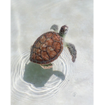 Roblox + Turtles = THIS GROUP!!!