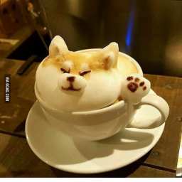 Cafe of Doge