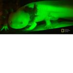 axolotl gang!!!!!