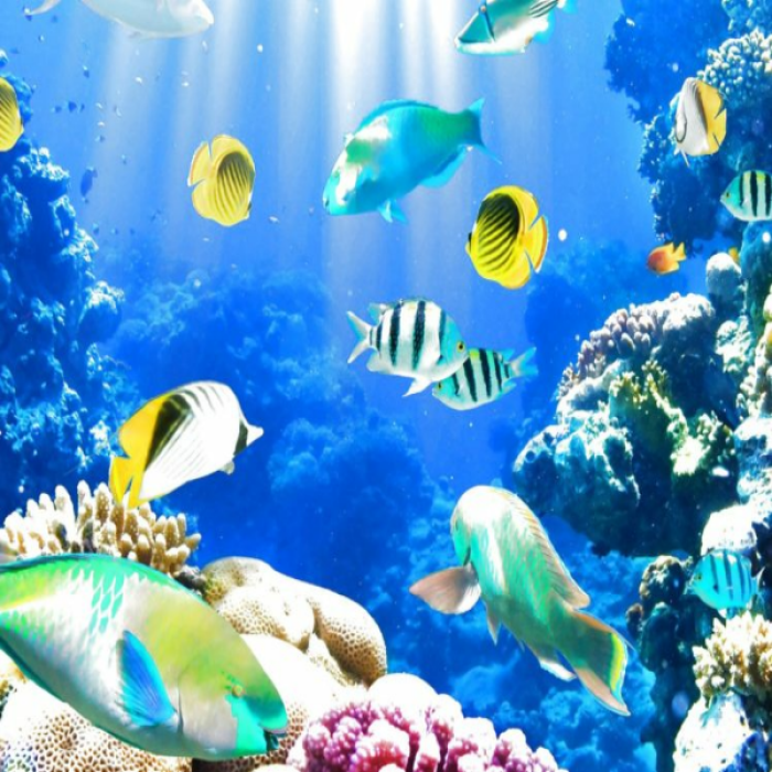 Pretty fish Roblox decal