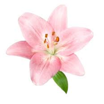 The Lily Group!