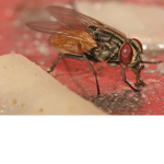 Fly Raiders