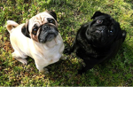PugsAssemble