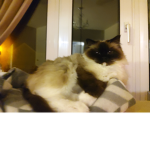 The cat hangout group