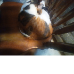 CatGroup(you don't need to be a cat)