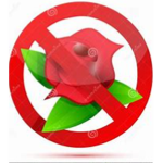 Don't talk about flowers