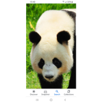 Pandas are awesome and amazing fan club