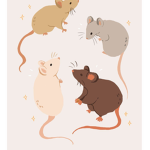 •Rats forever•