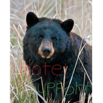 Bear Hotel Support