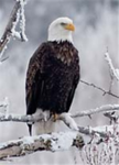 The Flying Eagle Corperation