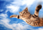 SkyCat Studios