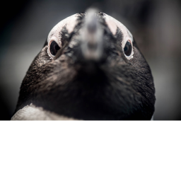 Fort Penguin