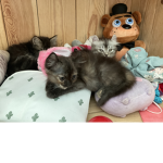 Group of teddy
