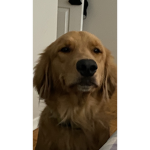 The scooby doo