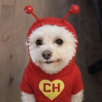 Nossa  Nossa Assassinas - SHOW